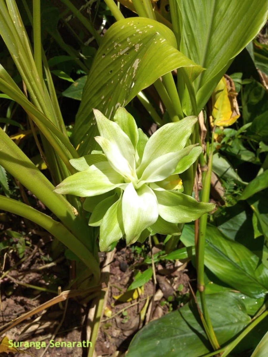 Curcuma longa L.